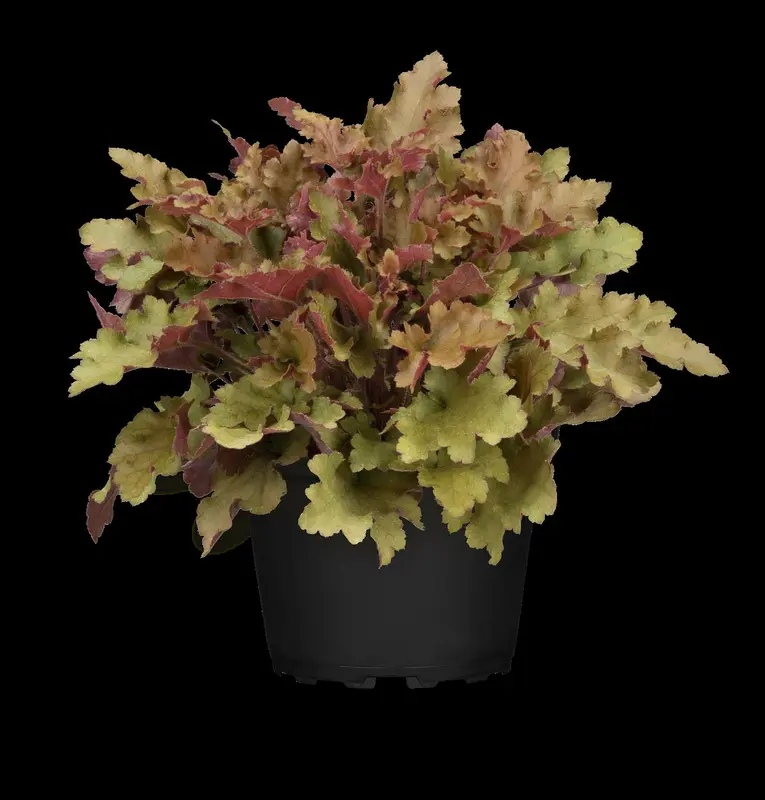 heuchera hybr. 'marmalade'® P9 - afbeelding 4