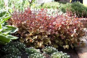 heuchera hybr. 'marmalade'® P9 - afbeelding 2