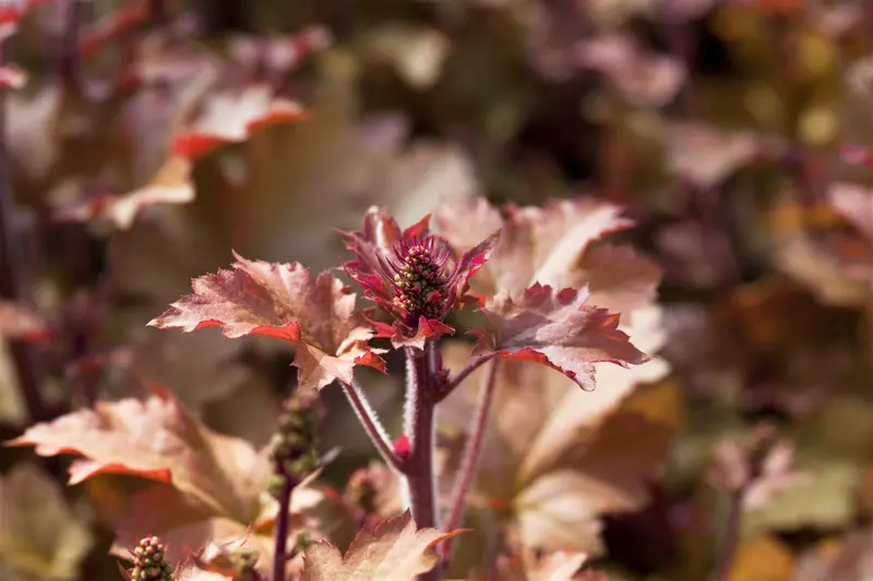 heuchera hybr. 'marmalade'® P9 - afbeelding 3