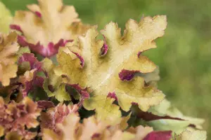 heuchera hybr. 'marmalade'® P9 - afbeelding 5