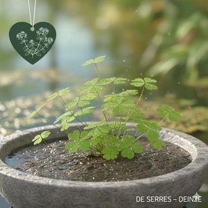 Marsilea quadrifolia