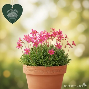 Saxifraga x arendsii 'Marto Hot Rose' P10.5