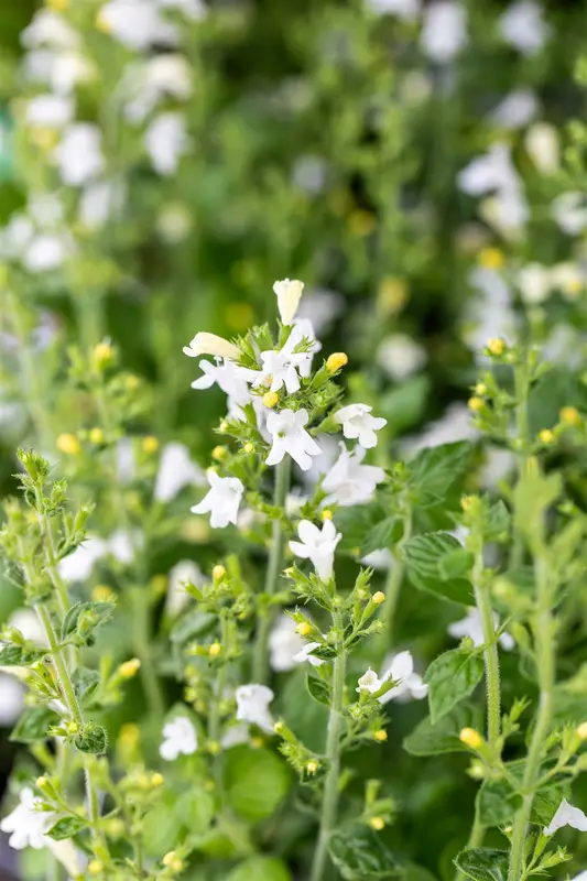 calamintha nep. 'marvelette white' P9 - afbeelding 2