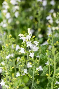 calamintha nep. 'marvelette white' P9 - afbeelding 2