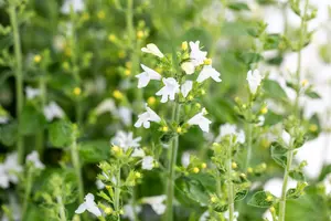 calamintha nep. 'marvelette white' P9 - afbeelding 1