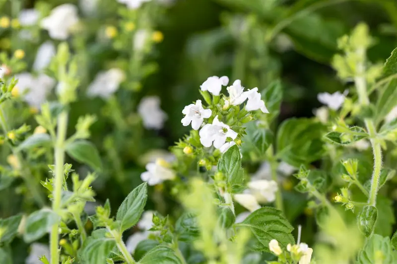 calamintha nep. 'marvelette white' P9 - afbeelding 3