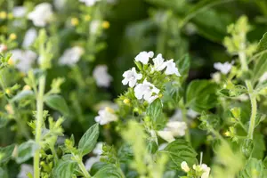calamintha nep. 'marvelette white' P9 - afbeelding 3