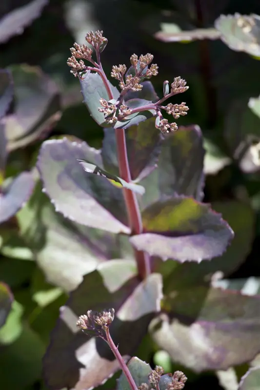 sedum hybr. 'matrona' P9 - afbeelding 1