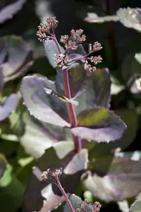 sedum hybr. 'matrona' P9 - afbeelding 1