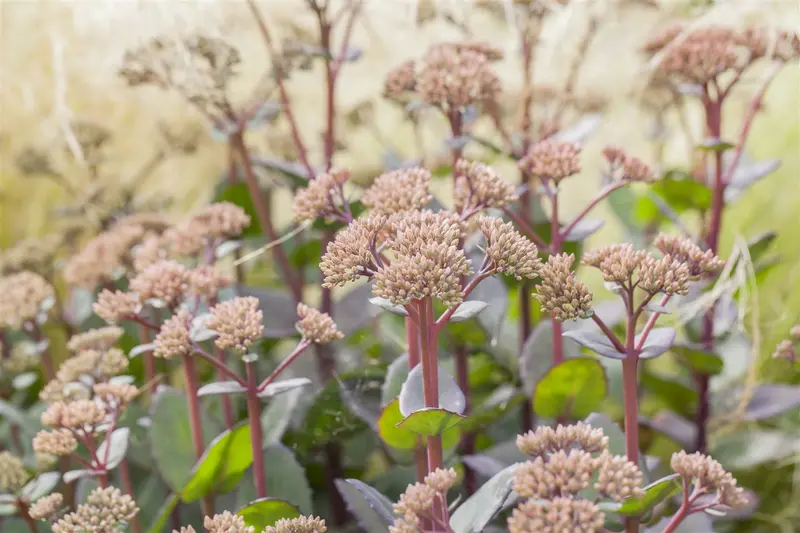 sedum hybr. 'matrona' P9 - afbeelding 2