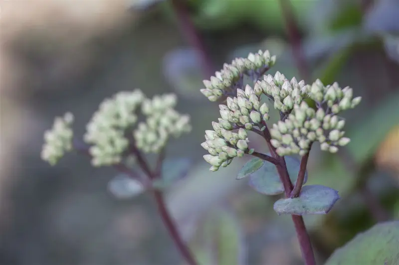 sedum hybr. 'matrona' P9 - afbeelding 3