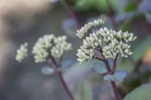 sedum hybr. 'matrona' P9 - afbeelding 3