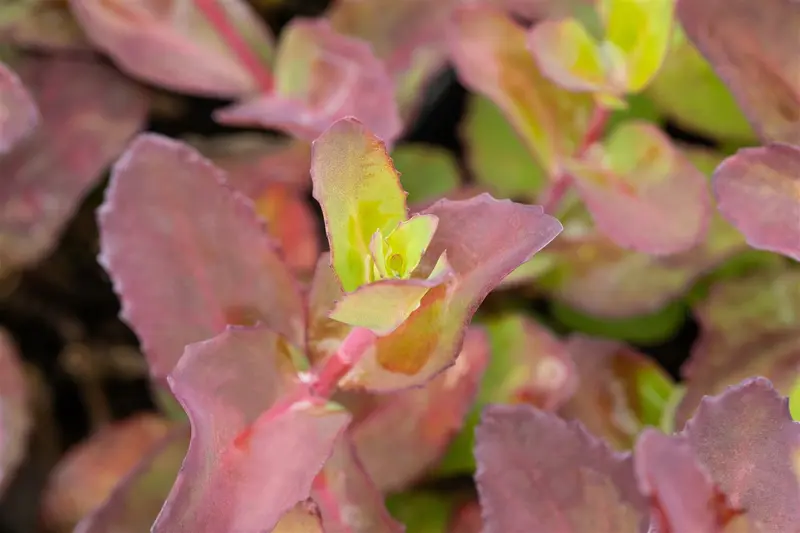 sedum hybr. 'matrona' P9 - afbeelding 4