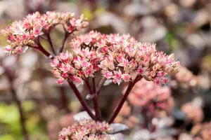 sedum hybr. 'matrona' P9 - afbeelding 5