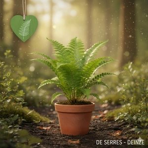 Matteuccia orientalis P9