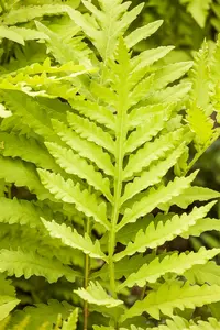 struthiopteris - afbeelding 3