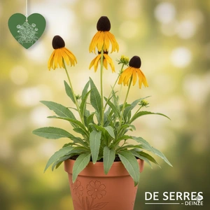 Rudbeckia maxima P11