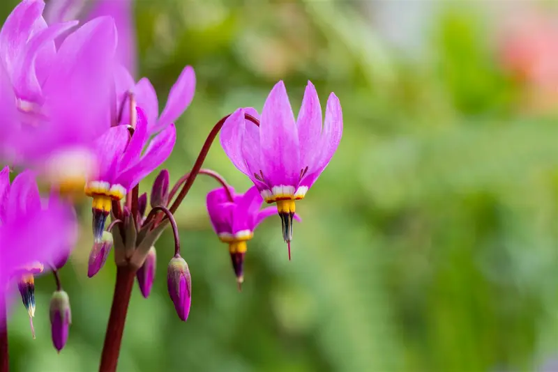 dodecatheon meadia P9
