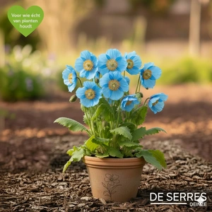 Meconopsis betonicifolia P9