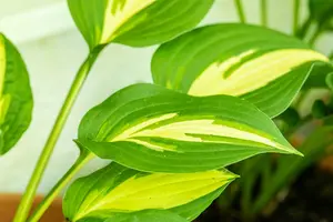 hosta hybr. 'undulata mediovariegata' P9