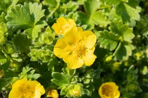 potentilla megalantha ( fragiformis) P9 - afbeelding 3