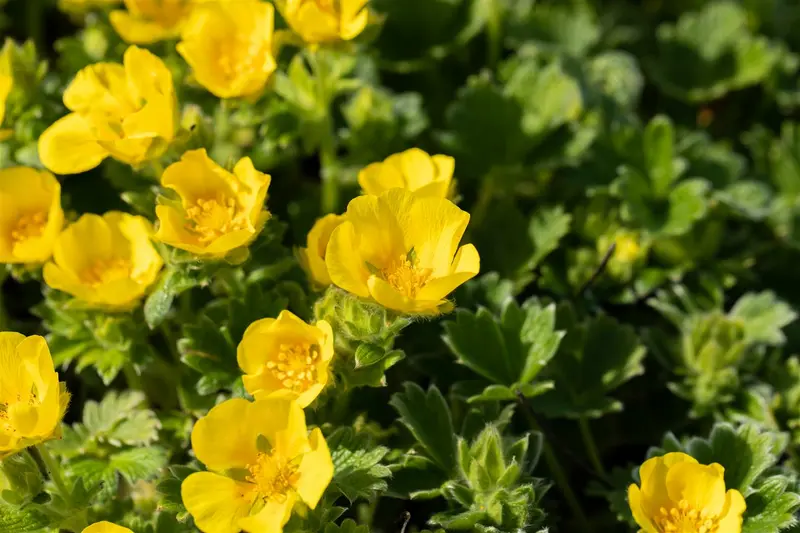 potentilla megalantha ( fragiformis) P9 - afbeelding 4
