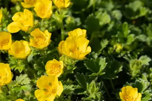 potentilla megalantha ( fragiformis) P9 - afbeelding 4
