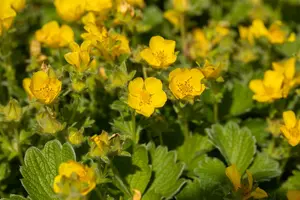 potentilla megalantha ( fragiformis) P9 - afbeelding 5