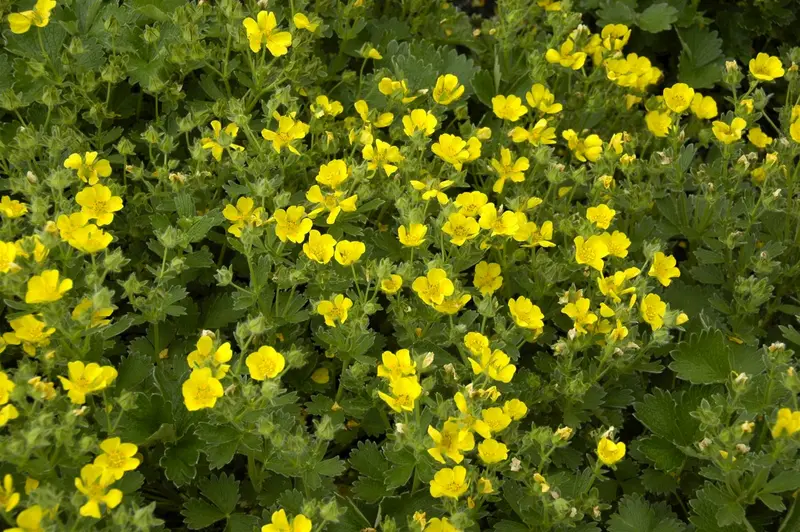 potentilla megalantha ( fragiformis) P9 - afbeelding 1