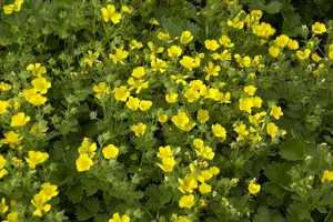 potentilla megalantha ( fragiformis) P9 - afbeelding 5