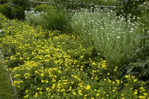potentilla megalantha ( fragiformis) P9 - afbeelding 2