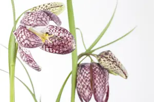 meleagris - afbeelding 3