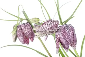 fritillaria meleagris P9 - afbeelding 5