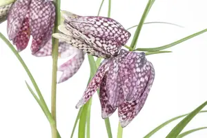 fritillaria meleagris P9 - afbeelding 2
