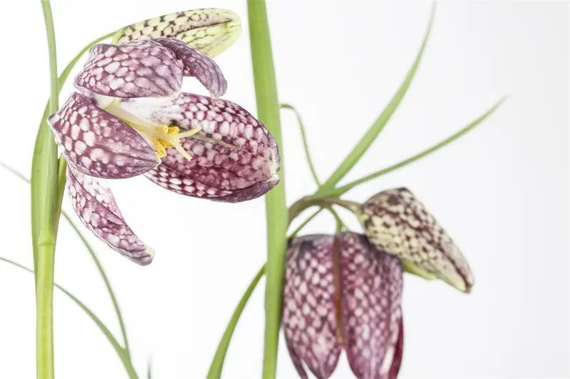 fritillaria meleagris P9 - afbeelding 3