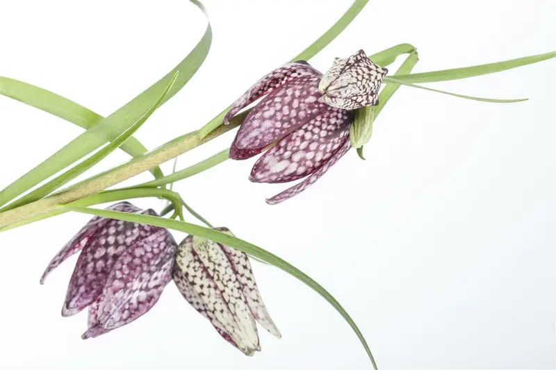 fritillaria meleagris P9 - afbeelding 4