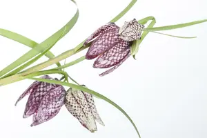 fritillaria meleagris P9 - afbeelding 4