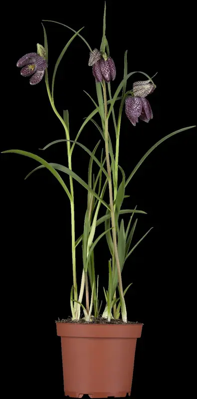 fritillaria meleagris P9 - afbeelding 5