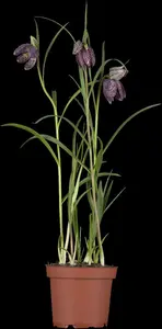 fritillaria meleagris P9 - afbeelding 5