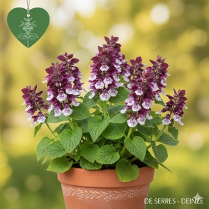 Melittis melissophyllum 'Royal Velvet Distinction'® P9