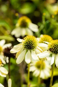 echinacea purp. 'mellow yellows' P9 - afbeelding 2