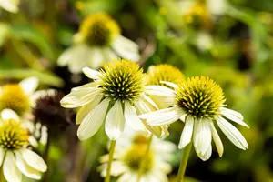 echinacea purp. 'mellow yellows' P9 - afbeelding 2