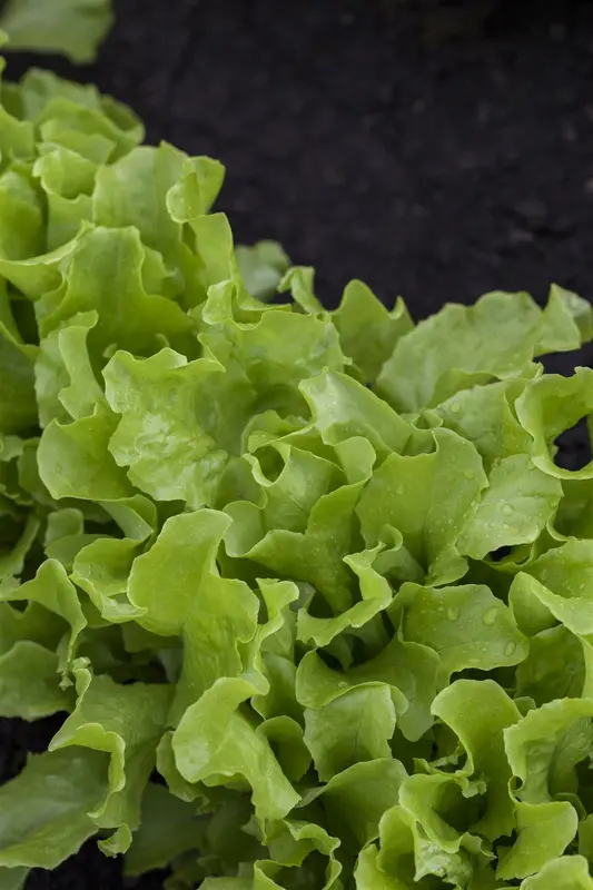 mengsla mesclun - afbeelding 6