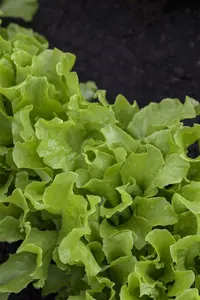 mengsla mesclun - afbeelding 6