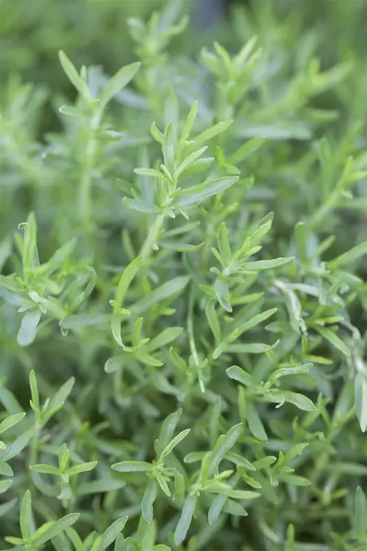 mentha cervina ( preslia cervina) - afbeelding 1