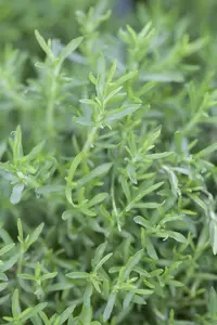 mentha cervina ( preslia cervina) - afbeelding 3