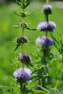 mentha cervina ( preslia cervina) - afbeelding 3