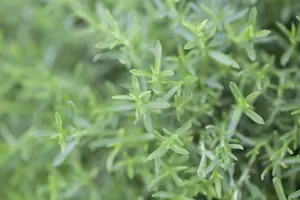 mentha cervina ( preslia cervina) - afbeelding 2
