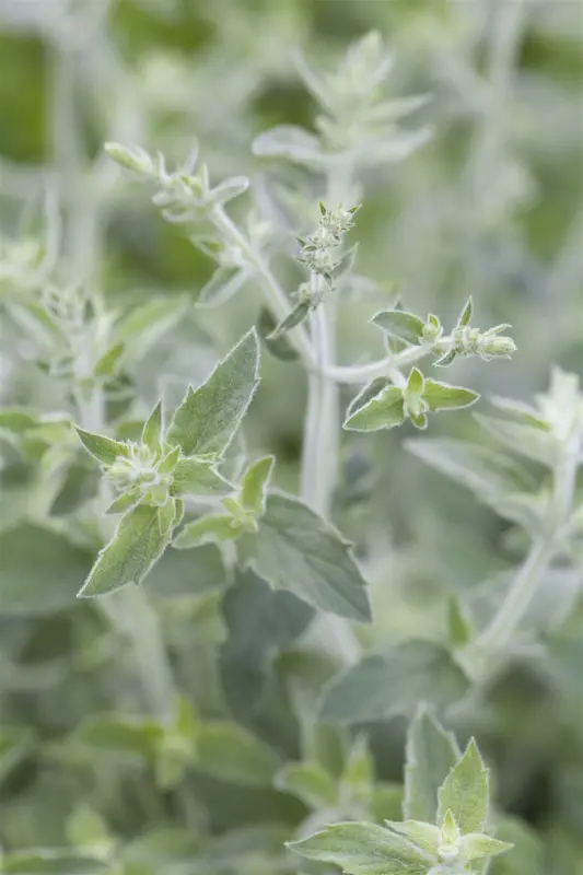 Mentha longifolia P9 - afbeelding 1