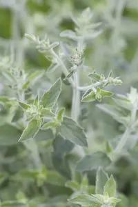 Mentha longifolia P9 - afbeelding 1